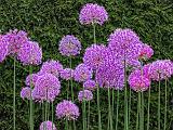 Purple Flowers_00633